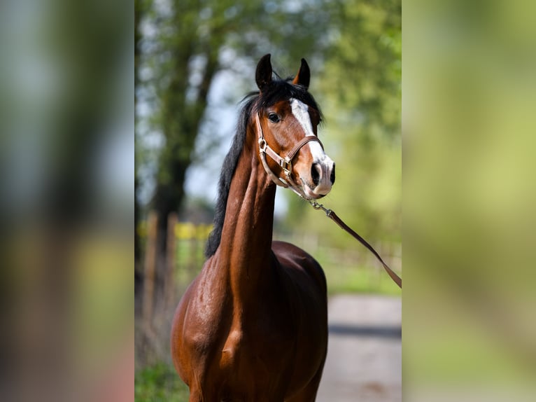 Oldenburg Gelding 3 years 16 hh Bay in Glinik