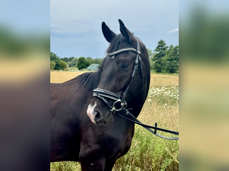Oldenburg Gelding 3 years 16 hh Black in Laubach