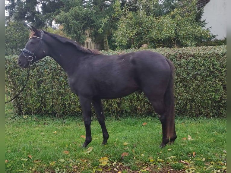 Oldenburg Gelding 3 years 16 hh Black in Mühlenberge