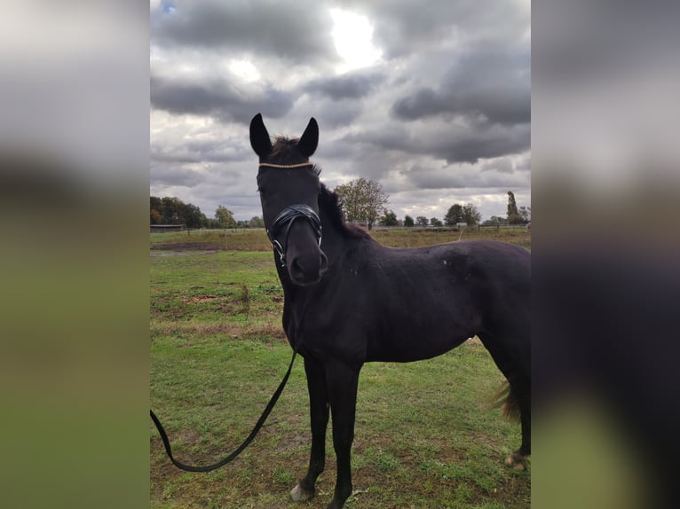 Oldenburg Gelding 3 years 16 hh Black in Mühlenberge