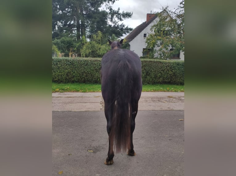 Oldenburg Gelding 3 years 16 hh Black in Mühlenberge