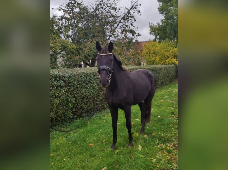 Oldenburg Gelding 3 years 16 hh Black in Mühlenberge