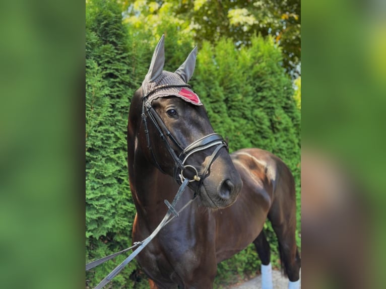 Oldenburg Gelding 3 years 16 hh Black in Rastede