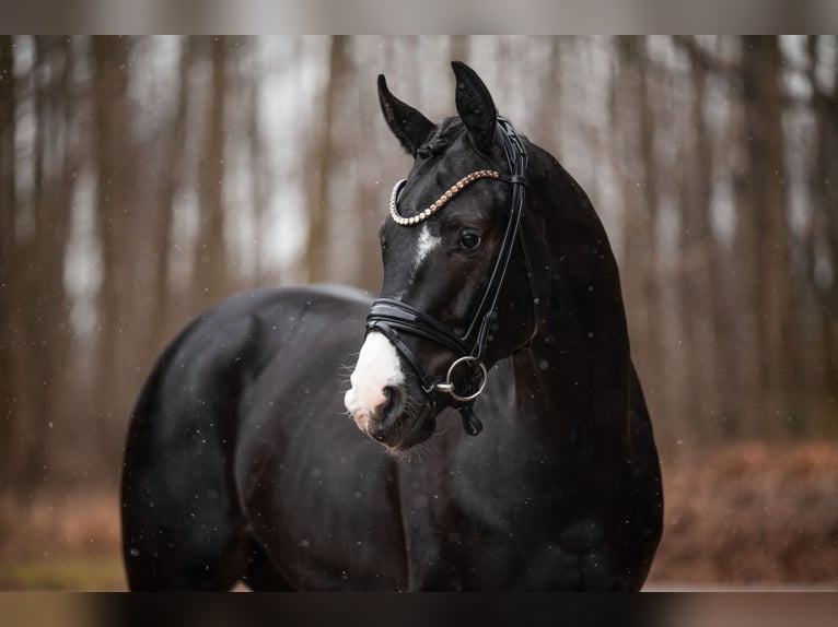 Oldenburg Gelding 3 years 16 hh Black in Wehringen
