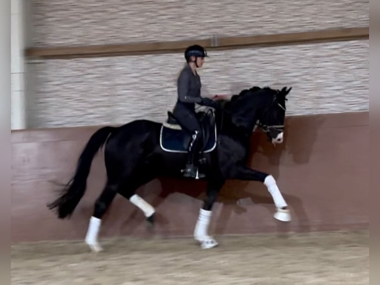 Oldenburg Gelding 3 years 16 hh Black in Wehringen