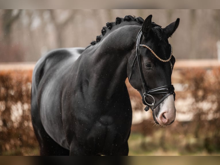 Oldenburg Gelding 3 years 16 hh Black in Wehringen