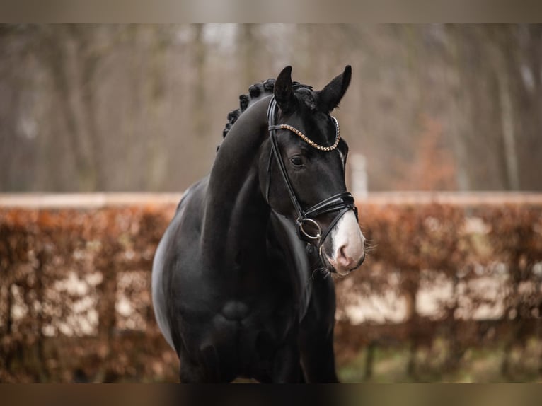 Oldenburg Gelding 3 years 16 hh Black in Wehringen