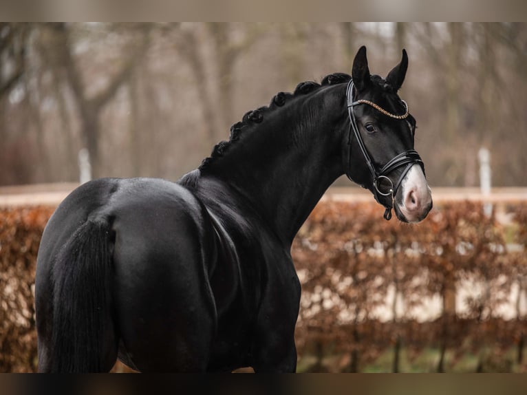Oldenburg Gelding 3 years 16 hh Black in Wehringen