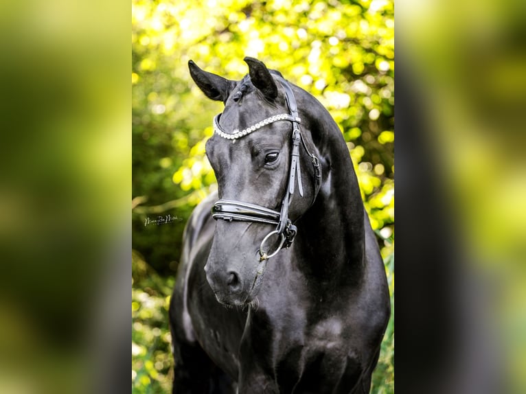 Oldenburg Gelding 3 years 16 hh Black in Ober-Ramstadt