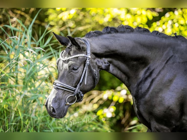 Oldenburg Gelding 3 years 16 hh Black in Ober-Ramstadt