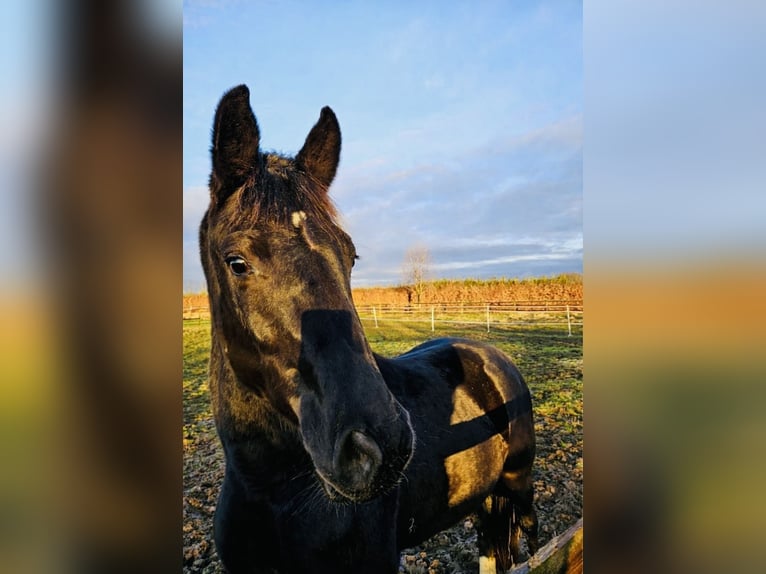 Oldenburg Gelding 3 years 16 hh Black in Sankt Augustin