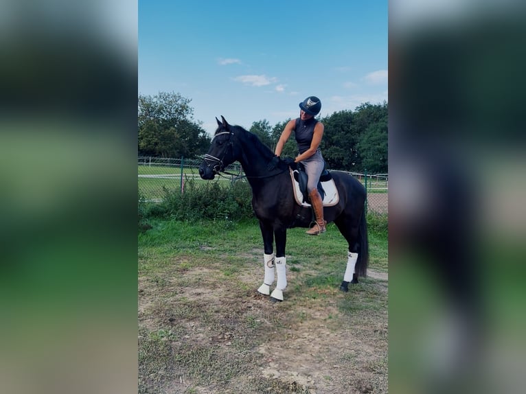Oldenburg Gelding 3 years 16 hh Black in Seefeld