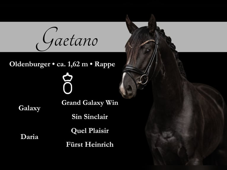 Oldenburg Gelding 3 years 16 hh Black in Wehringen