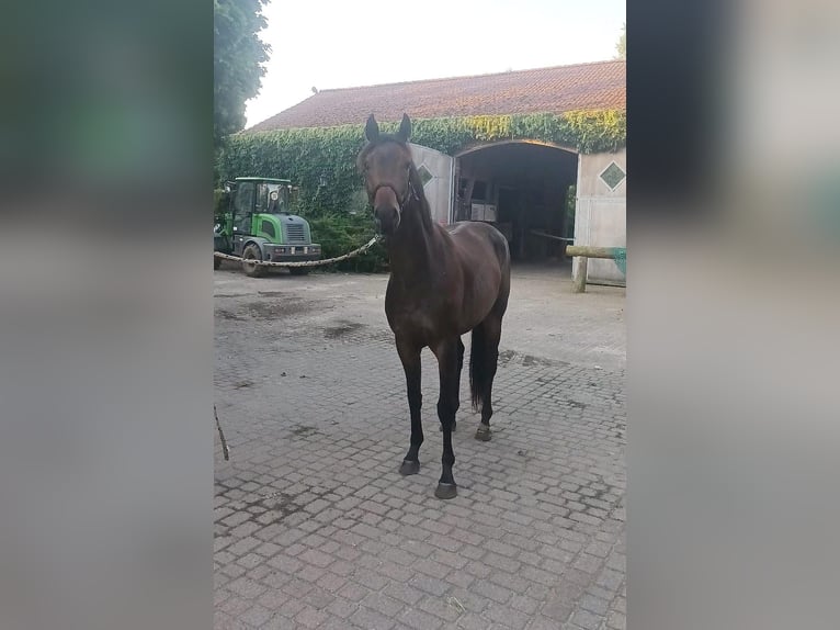 Oldenburg Gelding 3 years 16 hh Brown in Havelaue