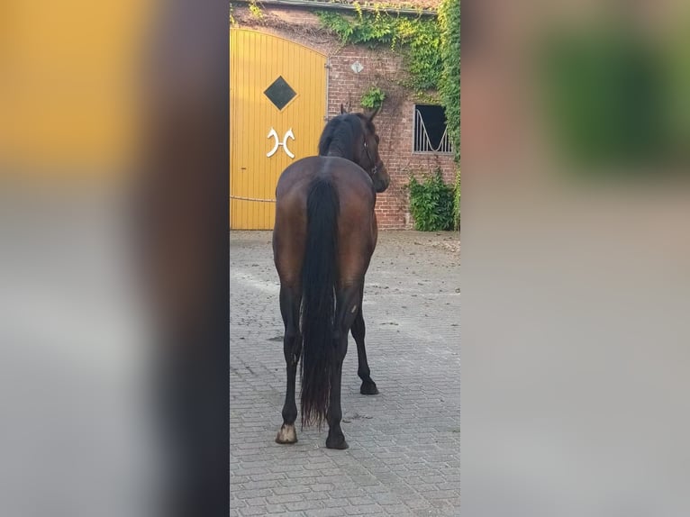 Oldenburg Gelding 3 years 16 hh Brown in Havelaue
