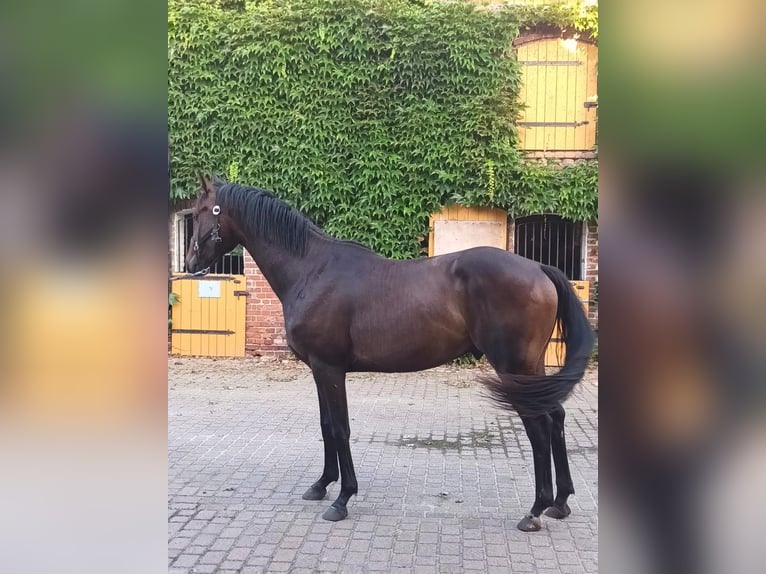 Oldenburg Gelding 3 years 16 hh Brown in Havelaue