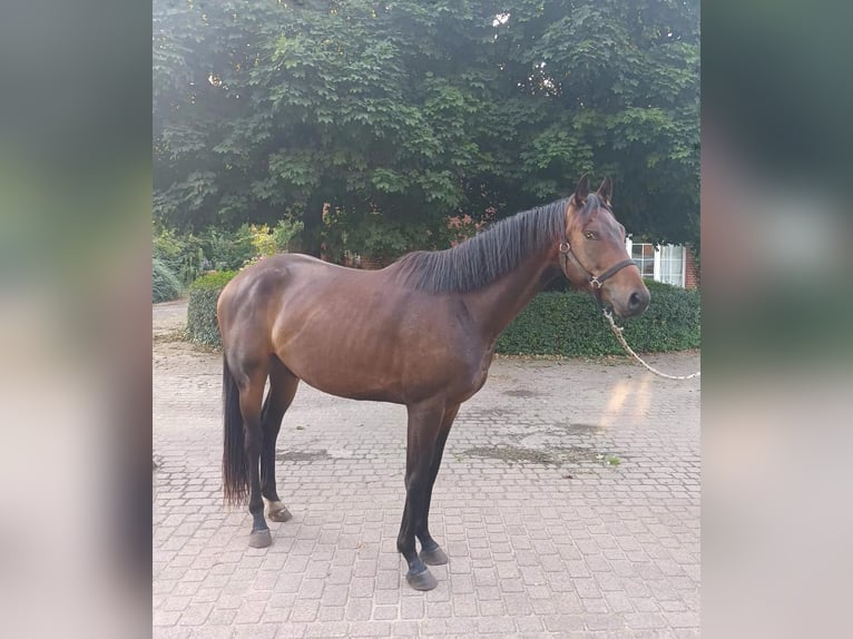 Oldenburg Gelding 3 years 16 hh Brown in Havelaue