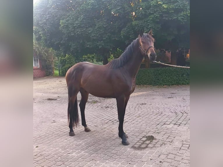 Oldenburg Gelding 3 years 16 hh Brown in Havelaue