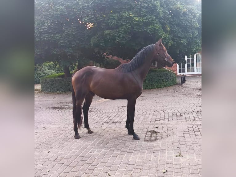 Oldenburg Gelding 3 years 16 hh Brown in Havelaue