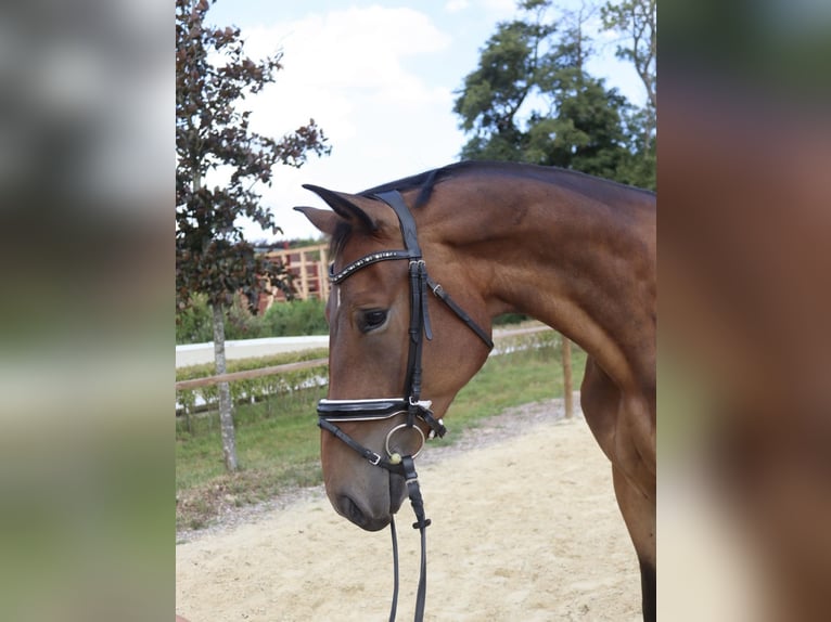 Oldenburg Gelding 3 years 16 hh Brown in Wingst