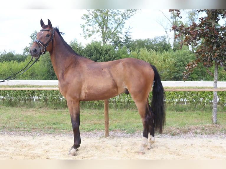 Oldenburg Gelding 3 years 16 hh Brown in Wingst