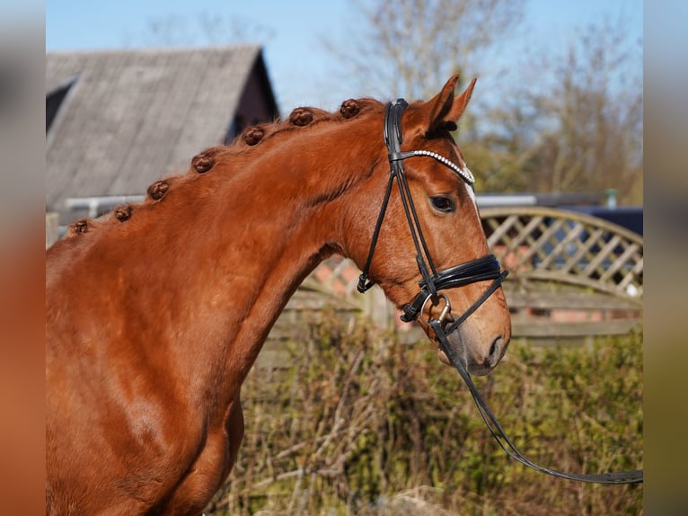 Oldenburg Gelding 3 years 16 hh Chestnut-Red in Hohenfelde