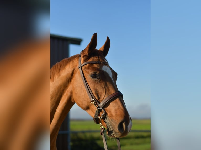 Oldenburg Gelding 3 years 16 hh Chestnut-Red in Geilenkirchen