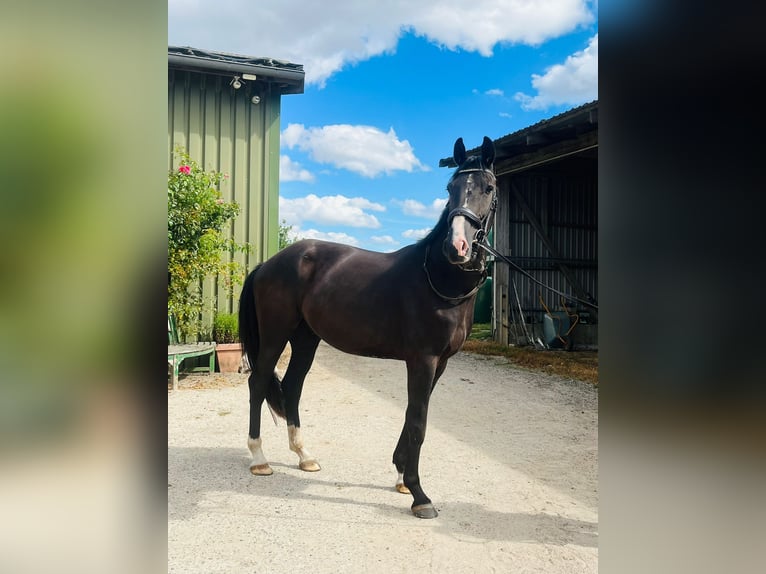 Oldenburg Gelding 3 years 16 hh Smoky-Black in Vi&#xF6;l