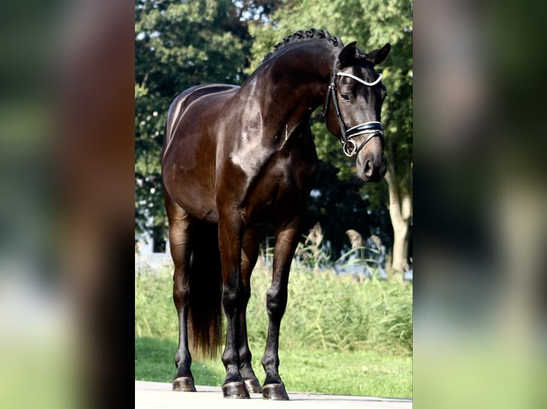 Oldenburg Gelding 3 years 16 hh Smoky-Black in Berne