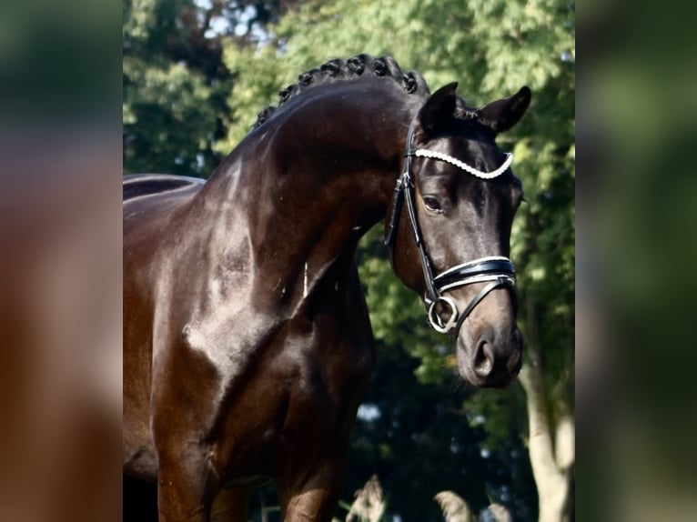 Oldenburg Gelding 3 years 16 hh Smoky-Black in Berne