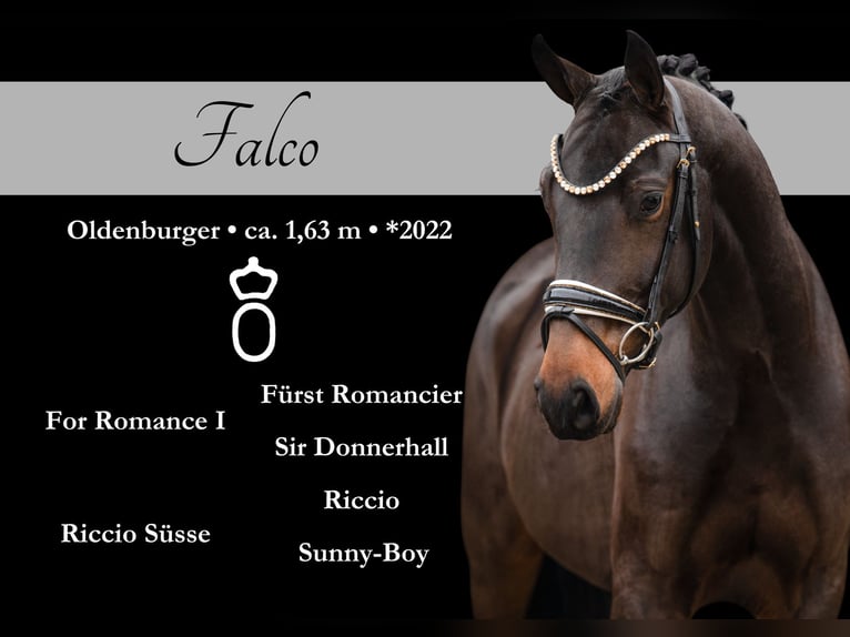 Oldenburg Gelding 3 years 16 hh Smoky-Black in Wehringen