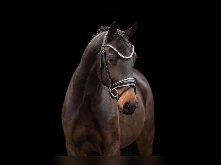 Oldenburg Gelding 3 years 16 hh Smoky-Black in Wehringen