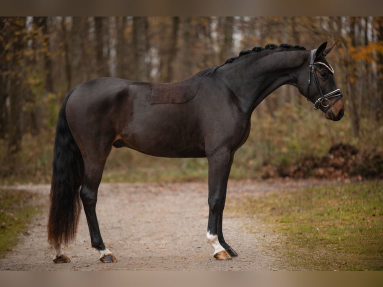 Oldenburg Gelding 3 years 16 hh Smoky-Black in Wehringen