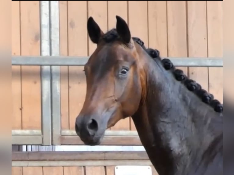 Oldenburg Gelding 3 years 16,1 hh Bay-Dark in Hohenahr