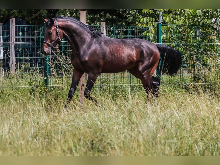 Oldenburg Gelding 3 years 16,1 hh Bay-Dark in Hiddenhausen