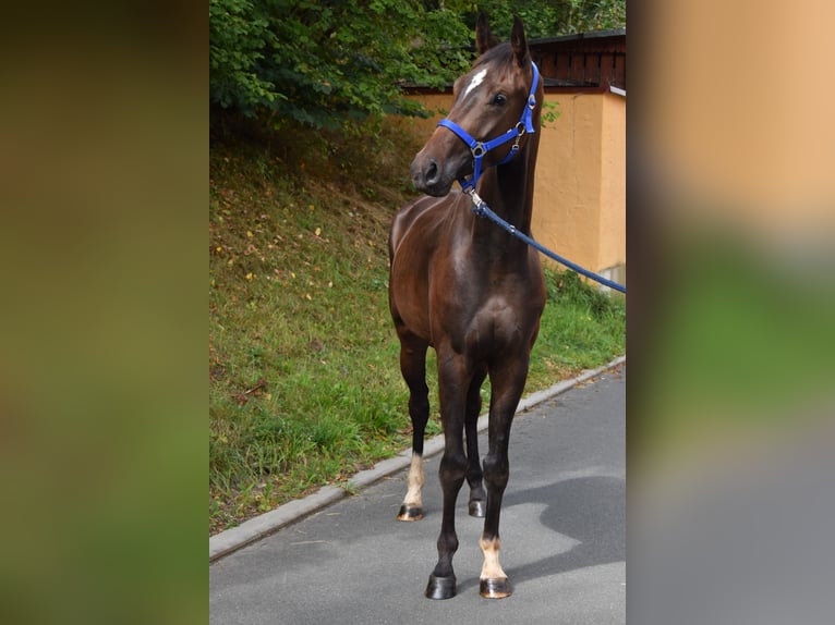 Oldenburg Gelding 3 years 16,1 hh Bay-Dark in Hummeltal