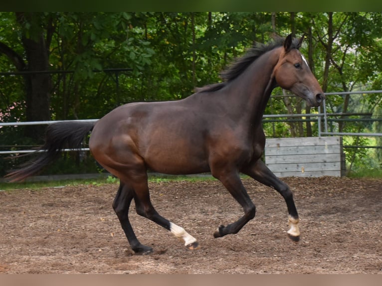 Oldenburg Gelding 3 years 16,1 hh Bay-Dark in Hummeltal