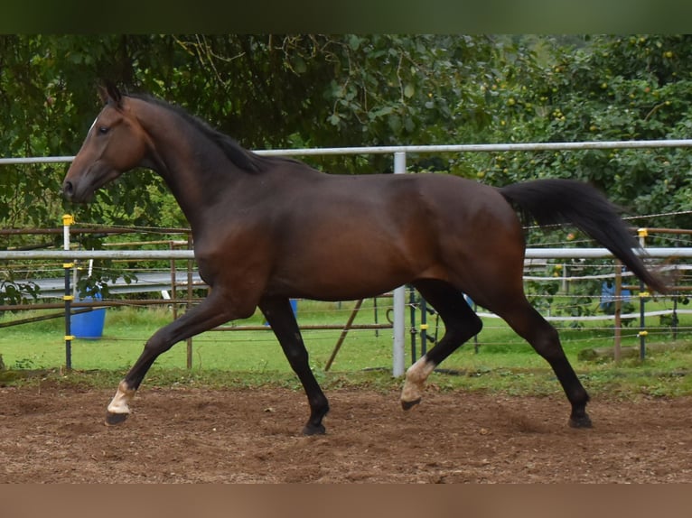 Oldenburg Gelding 3 years 16,1 hh Bay-Dark in Hummeltal