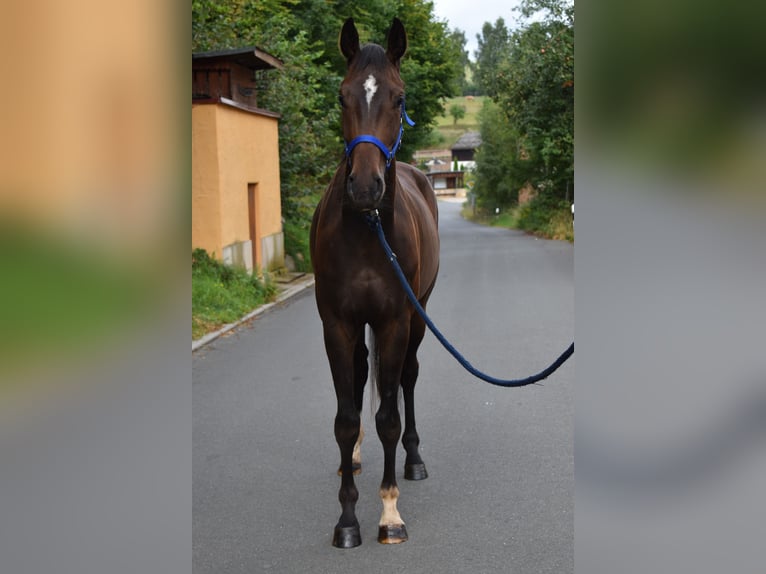 Oldenburg Gelding 3 years 16,1 hh Bay-Dark in Hummeltal
