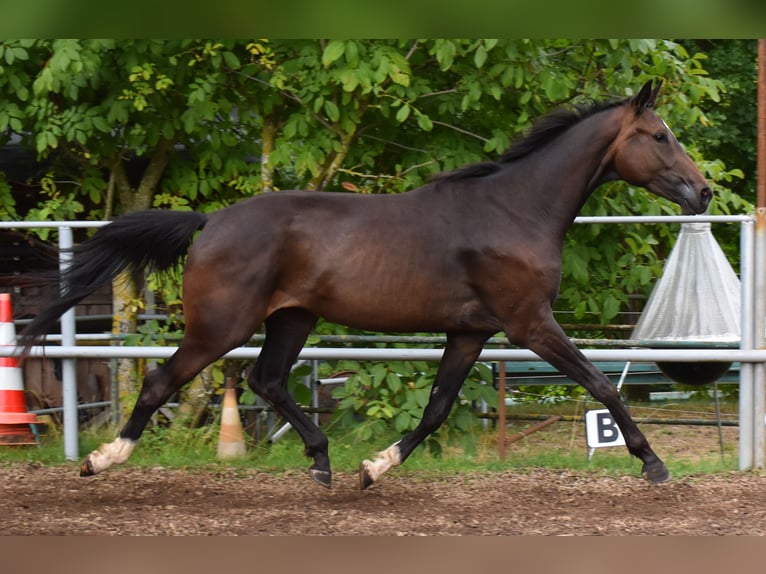 Oldenburg Gelding 3 years 16,1 hh Bay-Dark in Hummeltal
