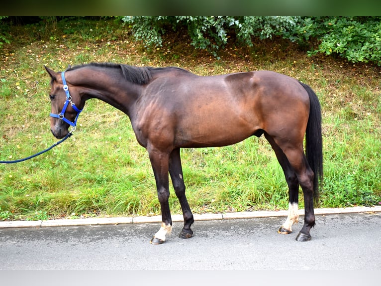 Oldenburg Gelding 3 years 16,1 hh Bay-Dark in Hummeltal