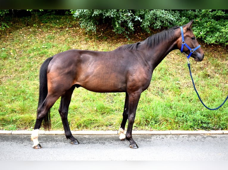 Oldenburg Gelding 3 years 16,1 hh Bay-Dark in Hummeltal
