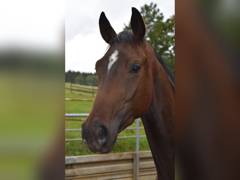 Oldenburg Gelding 3 years 16,1 hh Bay-Dark in Hummeltal
