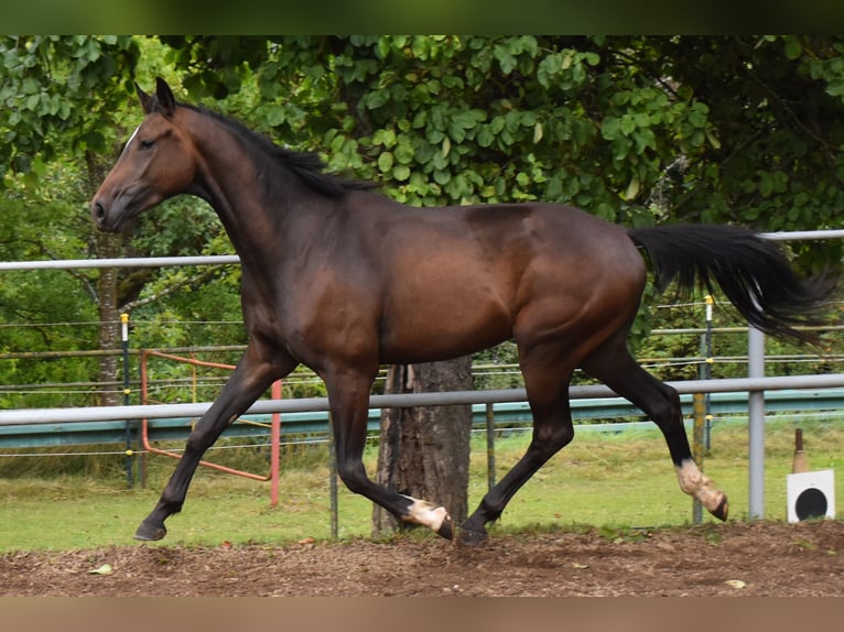 Oldenburg Gelding 3 years 16,1 hh Bay-Dark in Hummeltal