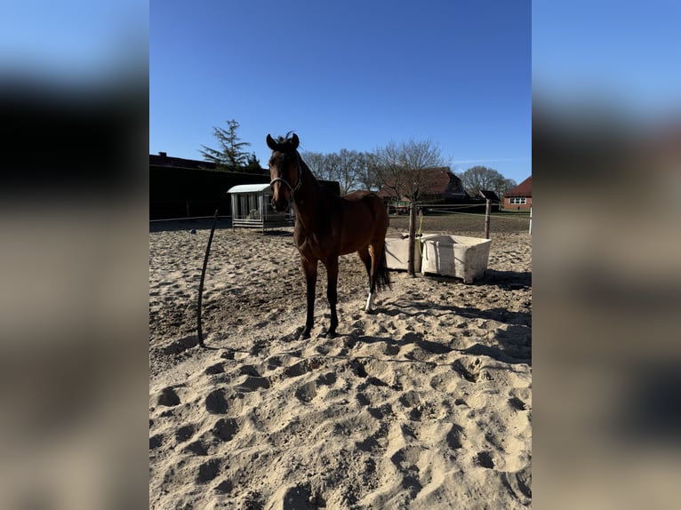 Oldenburg Gelding 3 years 16,1 hh Bay-Dark in Großefehn Bagband
