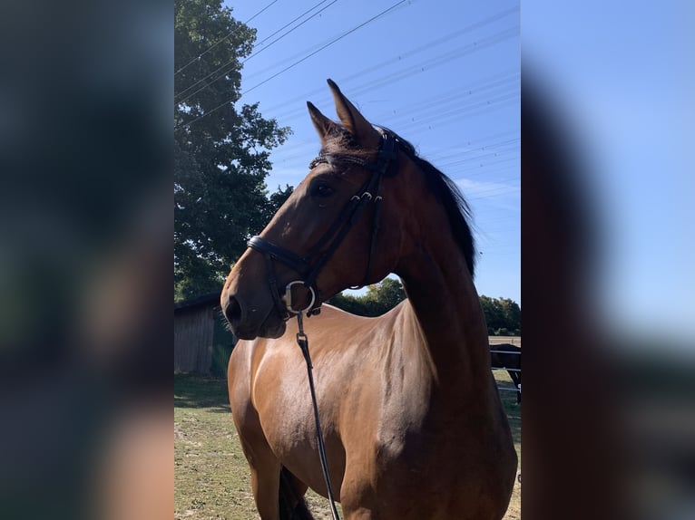 Oldenburg Gelding 3 years 16,1 hh Bay-Dark in Hamminkeln