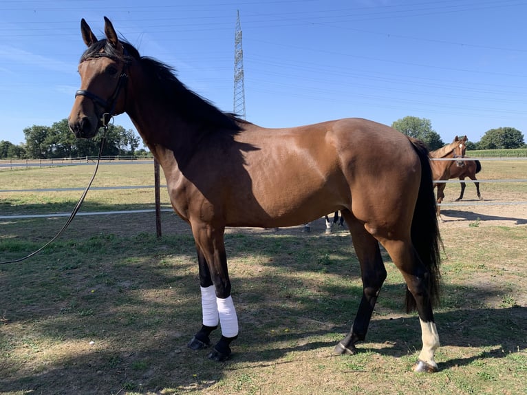 Oldenburg Gelding 3 years 16,1 hh Bay-Dark in Hamminkeln
