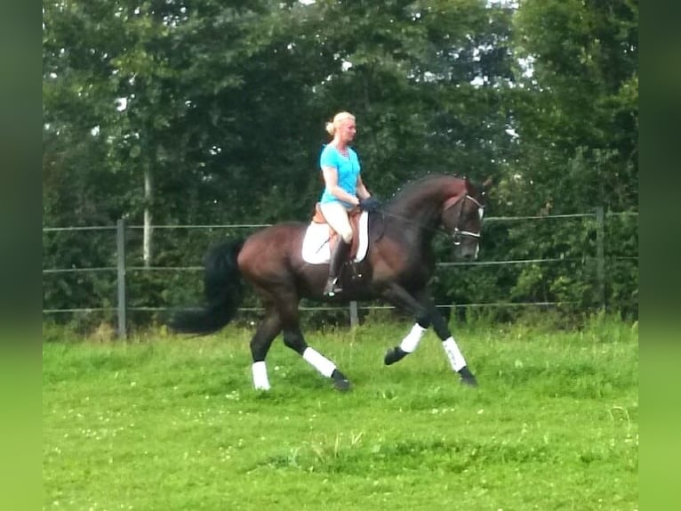 Oldenburg Gelding 3 years 16,1 hh Bay-Dark in Walchum