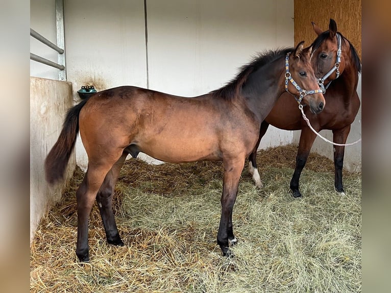 Oldenburg Gelding 3 years 16,1 hh Bay-Dark in Überlingen