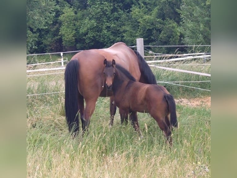 Oldenburg Gelding 3 years 16,1 hh Bay-Dark in Überlingen